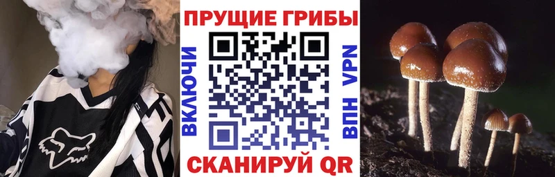Галлюциногенные грибы Psilocybine cubensis  OMG   Белозерск  дарнет шоп 